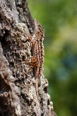 Fototapeta premium Brown Anole 01