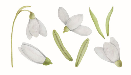 a set of watercolor illustrations of flowers of snowdrops, buds, with and without stems.