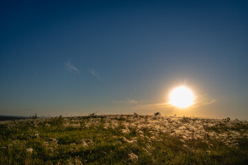 Obraz premium The sun sets behind a hill with a feather grass.
