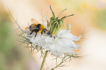 Bumblebee on a white Love in A Mist wild flower also called a Nigella Damascena.