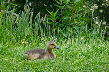 Close up of a beautiful yellow fluffy greylag goose baby gosling in spring, Anser anser is a species of large goose in the waterfowl family Anatidae