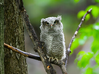 Eastern Screech Owl owlet fledgling sitting on a stick on rainy morning in spring on green background