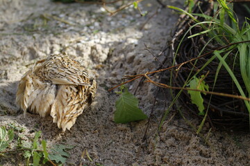 Gefiederpflege der Legewachtel im Sandbad