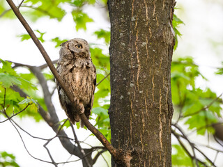  Eastern Screech Owl sitting on tree branch in spring, portrait