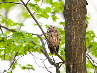  Eastern Screech Owl sitting on tree branch in spring, portrait