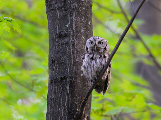  Eastern Screech Owl sitting on tree branch in spring, portrait