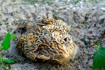 Gefiederpflege der Legewachtel im Sandbad