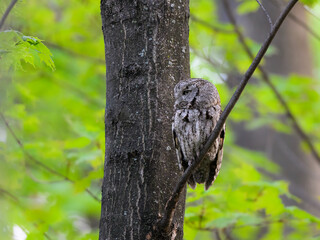  Eastern Screech Owl sitting on tree branch in spring, portrait