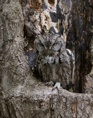 Eastern Screech Owl  Sitting in a Tree Hole in Early Spring, Portrait