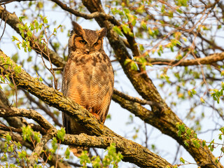 Great Horned Owl resting in tree in spring, portrait