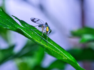 Naklejka premium Tiny fly