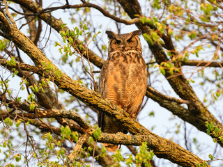 Great Horned Owl resting in tree in spring, portrait