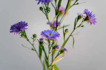lilac flowers on a white background.