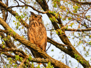 Great Horned Owl resting in tree in spring, portrait