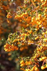 orange sea buckthorn berries on branches in autumn in the garden