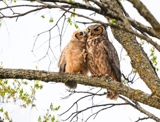 Great Horned Owl female and owlet  resting in tree and kissing in spring, portrait