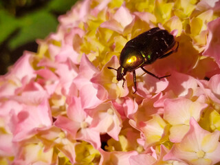 Cetonia aurata bug on a pink hydrangea flowers close-up