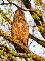 Great Horned Owl resting in tree in spring, portrait