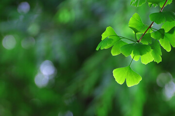 Fototapeta na wymiar Colorful fresh green ginkgo leaves shining in the spring sunshine