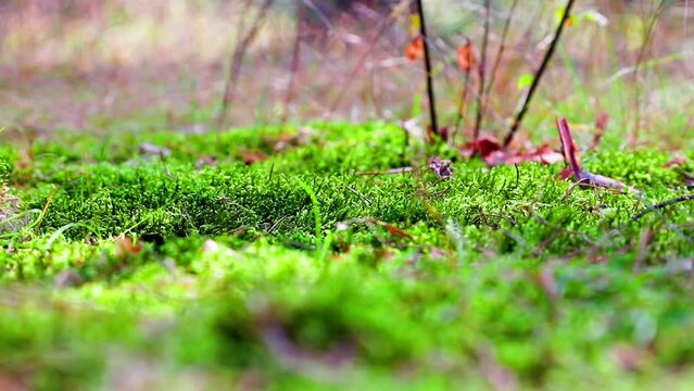 boot stepping on moss bed forest floor footprint climate. High quality FullHD footage