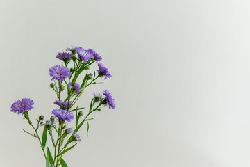 
lilac flowers in a vase on a white background.