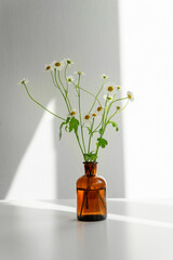 daisies in a vase on a white background.