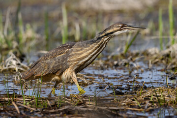 American Bittern standing on marsh in spring, portrait