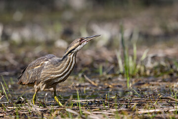 American Bittern standing on marsh in spring, portrait