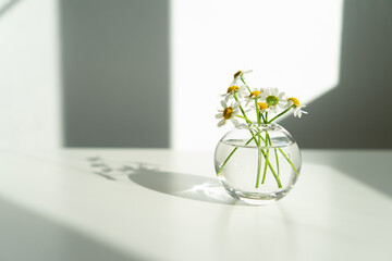 flowers on a white background. daisies in a transparent vase in sunlight.