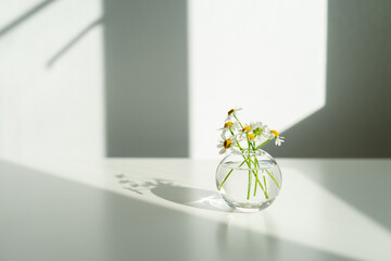 flowers on a white background. daisies in a transparent vase in sunlight.