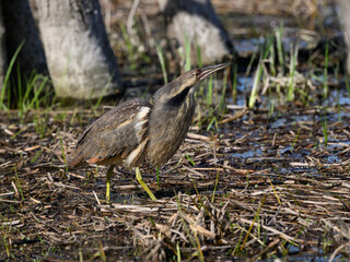 American Bittern standing on marsh in spring, portrait