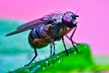 Fruit fly