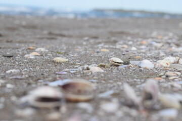 Destroyed house and cows grazing in the forest