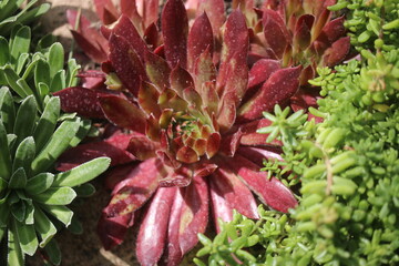 Sempervivum hybridum succulent