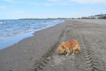 Destroyed house and cows grazing in the forest