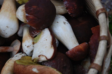 Several white mushrooms in a basket. Collected porcini mushrooms of different sizes lie in a container on top of each other. They have dark brown caps and white legs. Mushrooms are collected in the fo