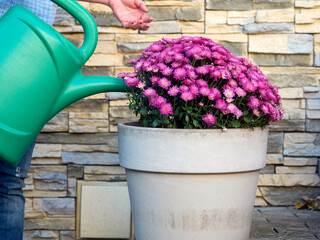 Woman waters flowers in the garden in a flower pot
