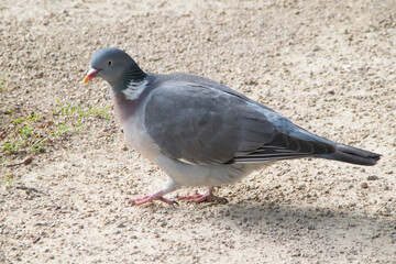 Ringeltaube (Columba palumbo)