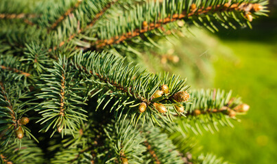 Beautiful spruce branch with young buds on a sunny day. Green spruce. Natural background. Close-up. Banner. Selective focus.