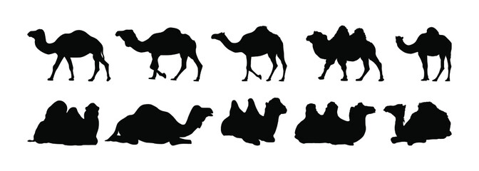 Camels Silhouette - Vector Straight Design Illustration: Suitable for Animal Theme and Other Graphic Related Assets.