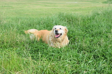Golden Retriever on the grass