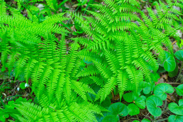 young fresh fern leaves in the forest