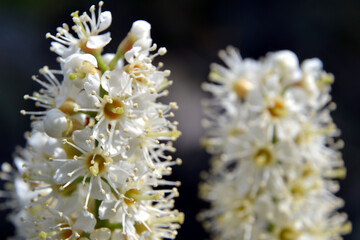 Prunus laurocerasus, also known as cherry laurel, common laurel and sometimes English laurel