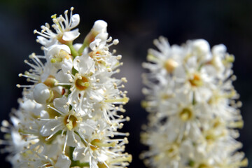 Prunus laurocerasus, also known as cherry laurel, common laurel and sometimes English laurel