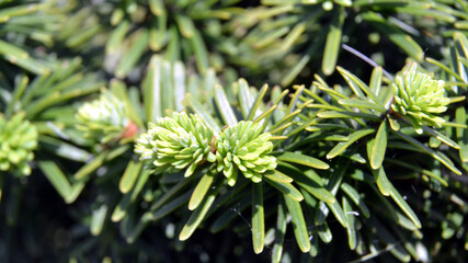 Young spruce needles on the tree. Natural background
