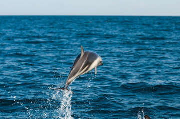 Dusky dolphin jumping , Peninsula Valdes , Unesco World Heritage Site, Patagonia , Argentina.