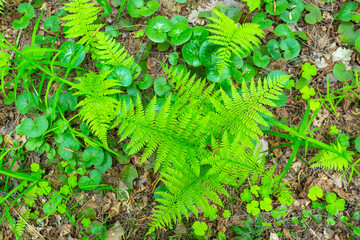 young fresh fern leaves in the forest