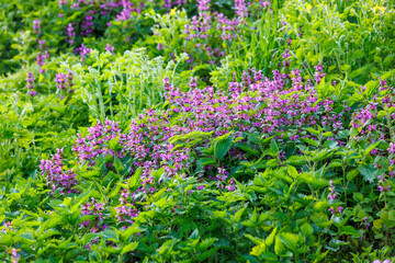 Blossoming red dead nettle - Lamium purpureum - at sunny day, close-up with selective focus