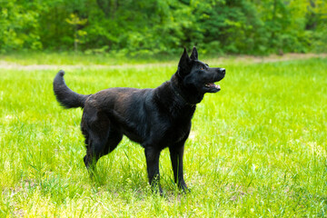 german shepherd dog