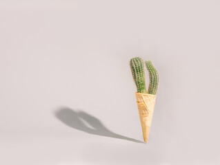 Green cactus in ice cream cone on bright background. Minimal summer concept composition.